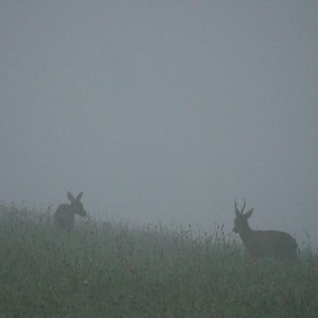 Kleine Villa Im Wilden Garten Gummersbach Esterno foto
